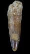 Bargain Spinosaurus Tooth - Real Dinosaur Tooth #36392-1